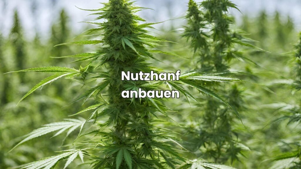 Entdecke die Vorteile von Nutzhanf-Anbau - Tipps für Zuhause