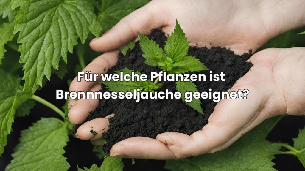 Brennnesseljauche als Dünger - für welche Pflanzen?