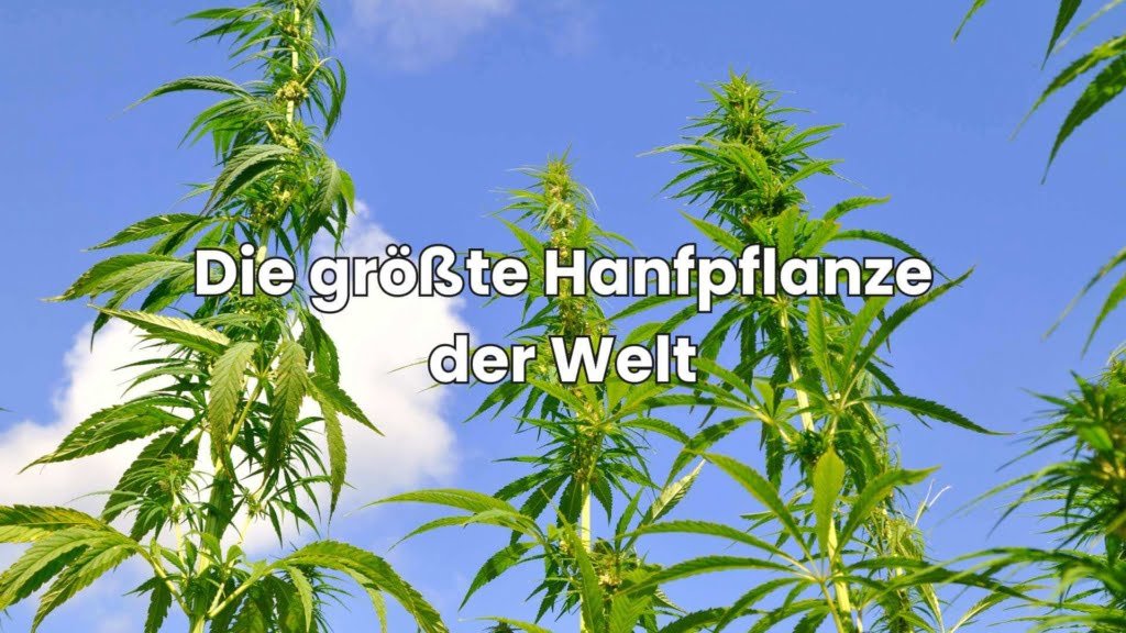 Größte Hanfpflanze der Welt