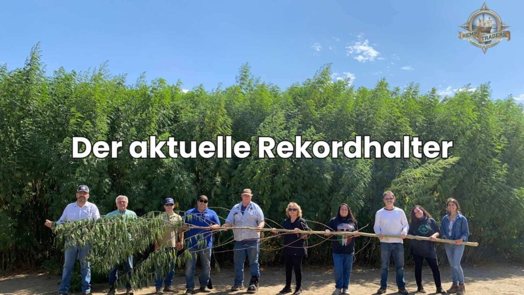 Größte Hanfpflanze der Welt - Aktueller Rekordhalter