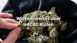 H4CBD Blüten - was du wissen musst