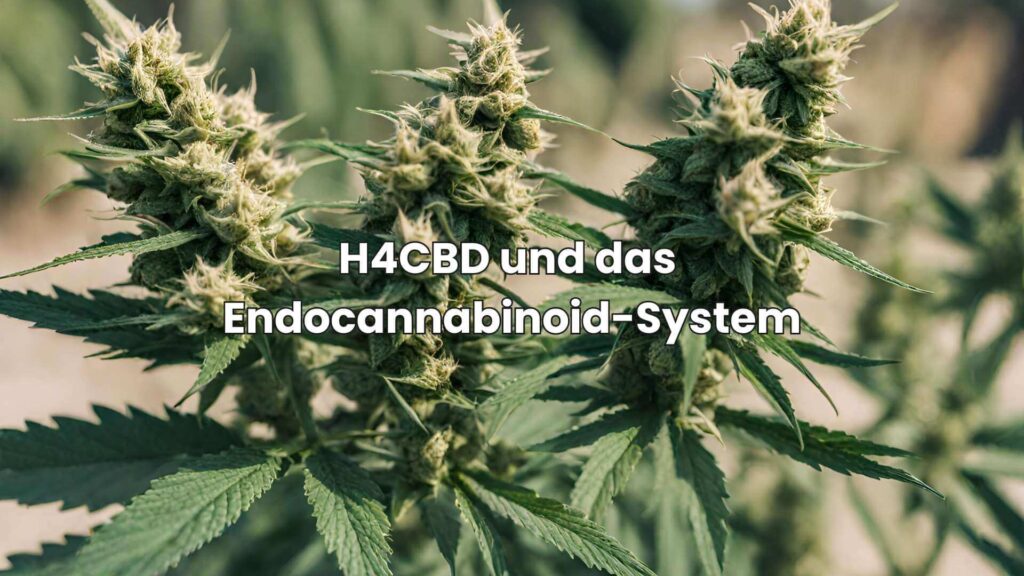 H4CBD und das Endocannabinoid-System