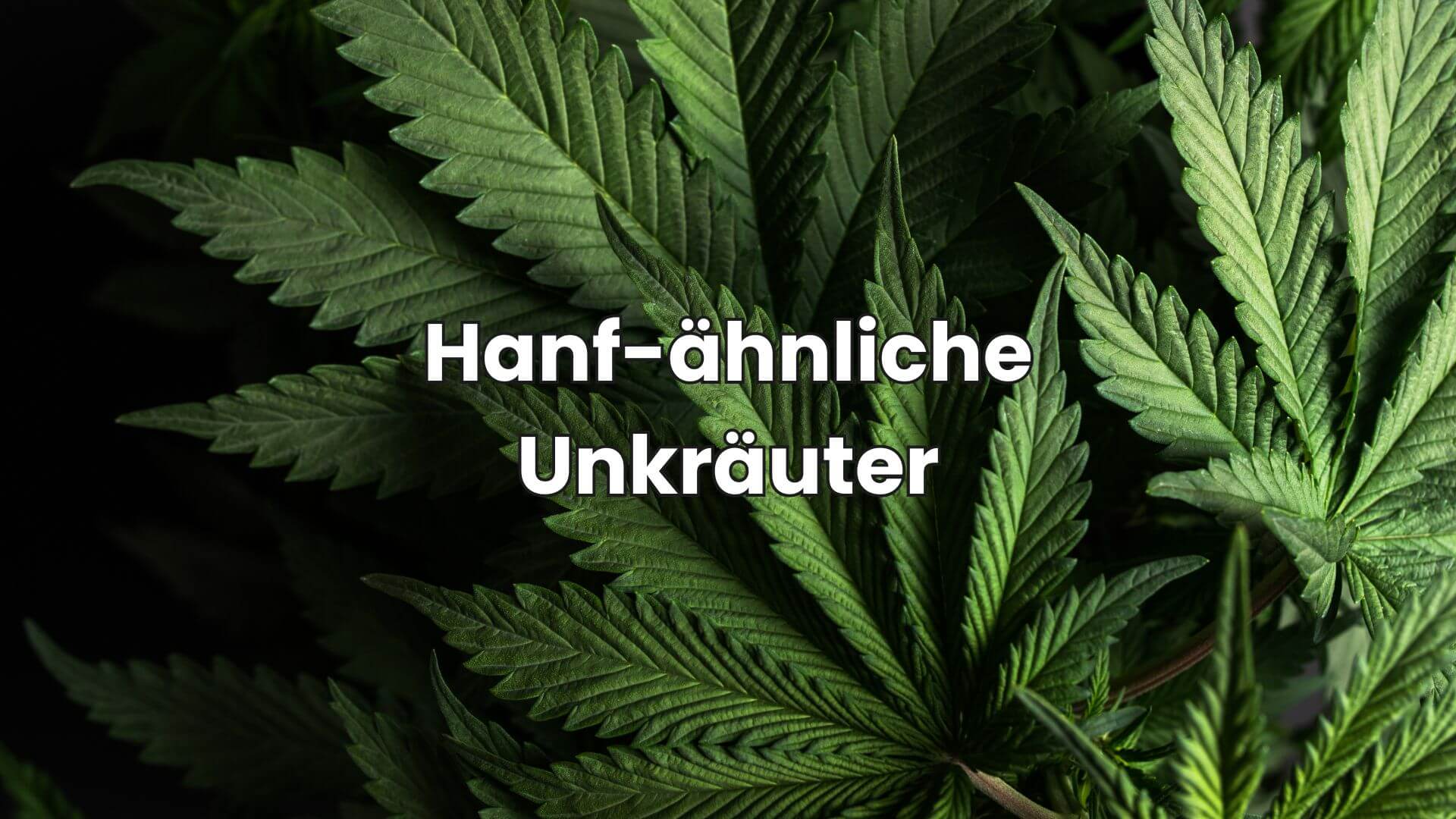 Hanf-hnliche Unkruter: 5 Pflanzen, die dich staunen lassen