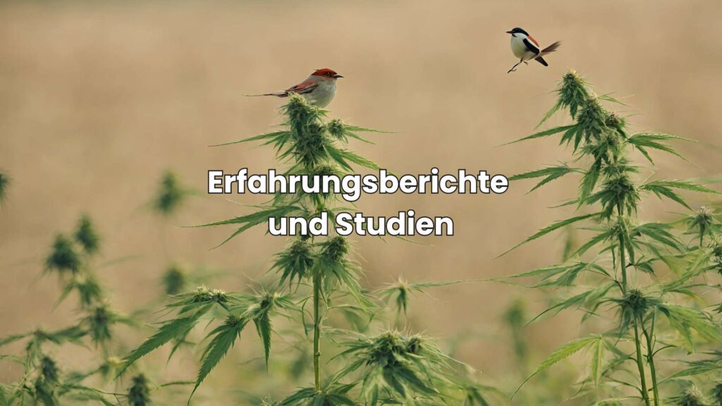 Hanf für Haustiere - Erfahrungsberichte und Studien