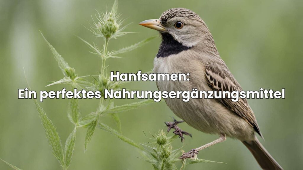 Hanf für Vögel - Ein perfektes Nahrungsergänzungsmittel