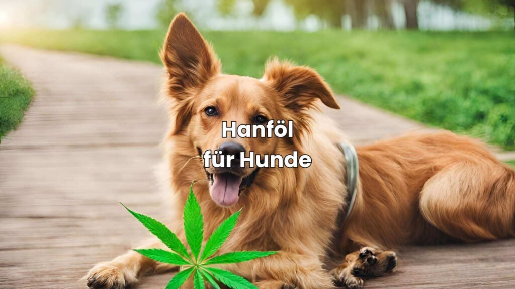 Hanföl für Hunde - CBD als natürliche Unterstützung für dein Haustier