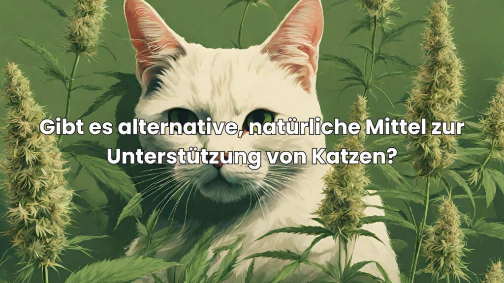 Hanföl für Katzen - Gibt es Alternativen?