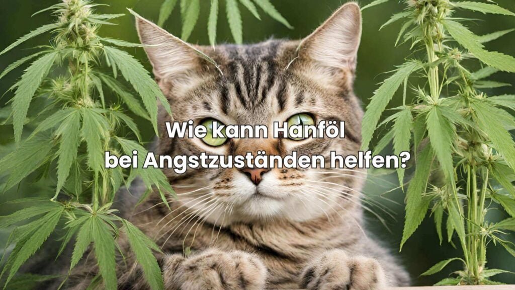 Hanföl für Katzen - Wie kann Hanföl bei Angstzuständen helfen?
