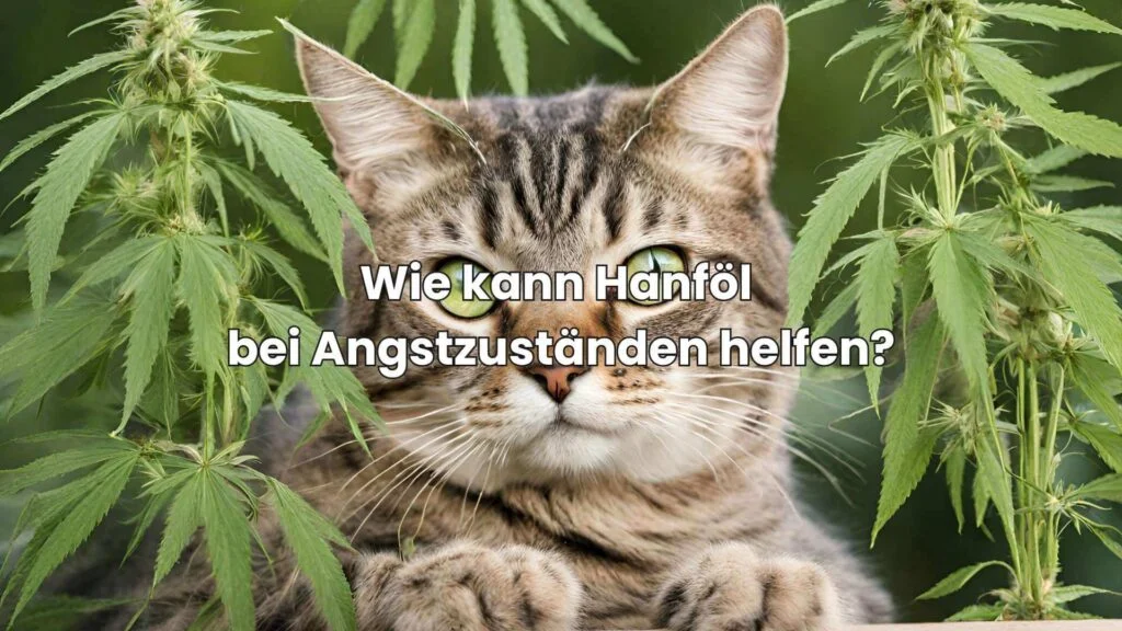 Hanföl für Katzen - Wie kann Hanföl bei Angstzuständen helfen?