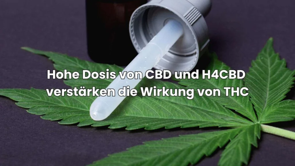 Hohe Dosis von CBD und H4CBD haben leichte psychoaktive Wirkung