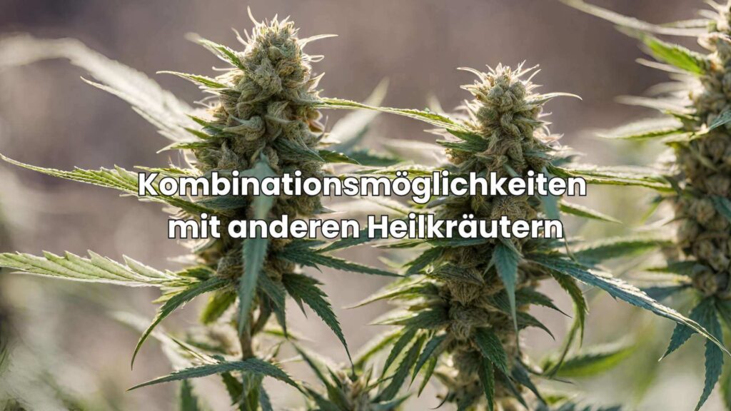 H4CBD Wunder - Kombination mit anderen Heilkräutern