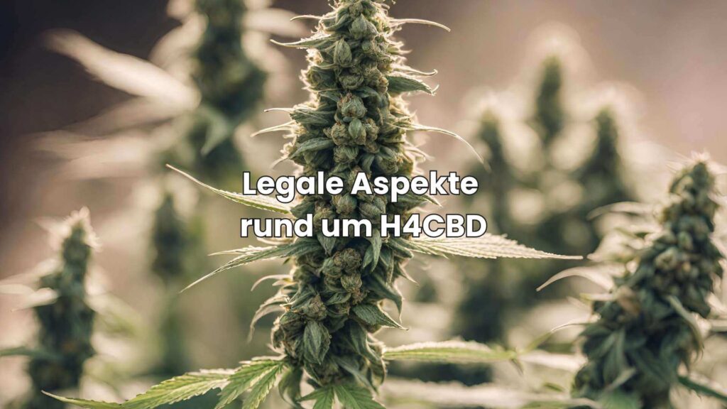 Legale Aspekte rund um H4CBD