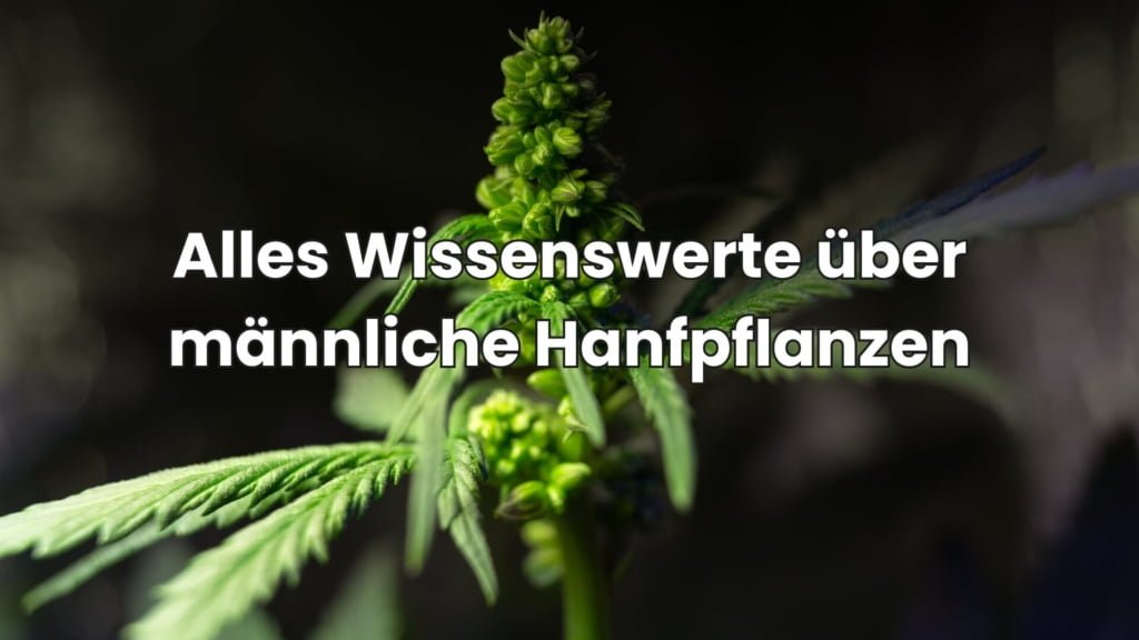 Männliche Hanfpflanze