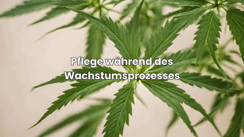 Nutzhanf-Anbau - Pflege während des Wachstumsprozesses