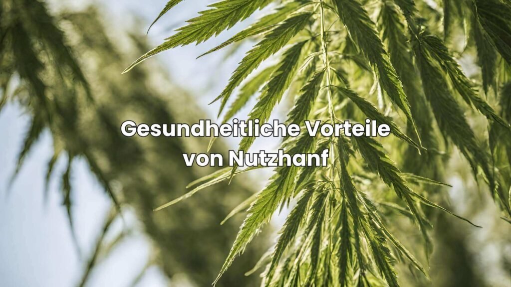 Nutzhanf erkennen - Gesundheitliche Vorteile von Nutzhanf