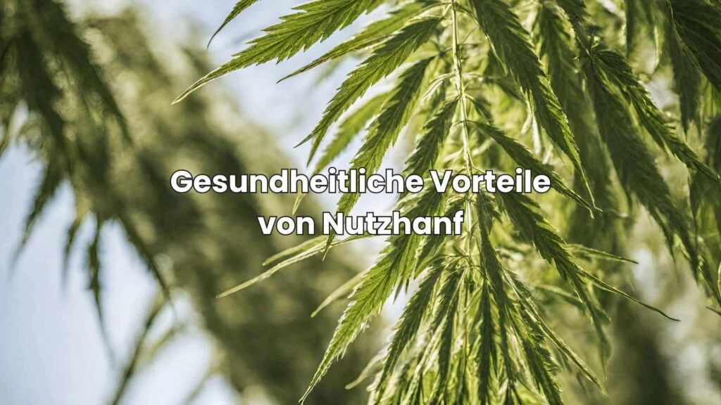 Nutzhanf erkennen - Gesundheitliche Vorteile von Nutzhanf