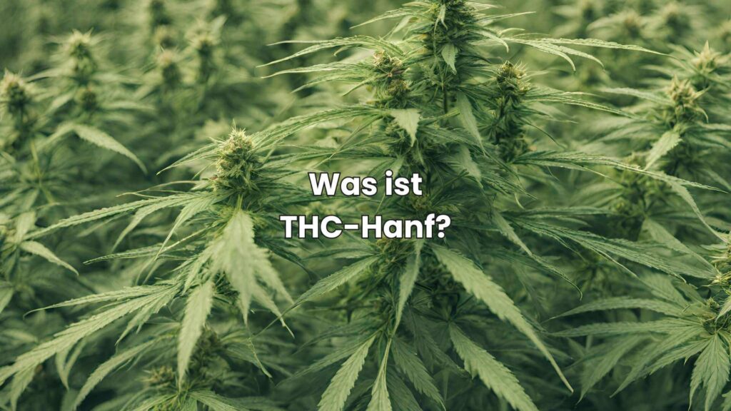 Nutzhanf vs. THC-Hanf - Was ist THC-Hanf