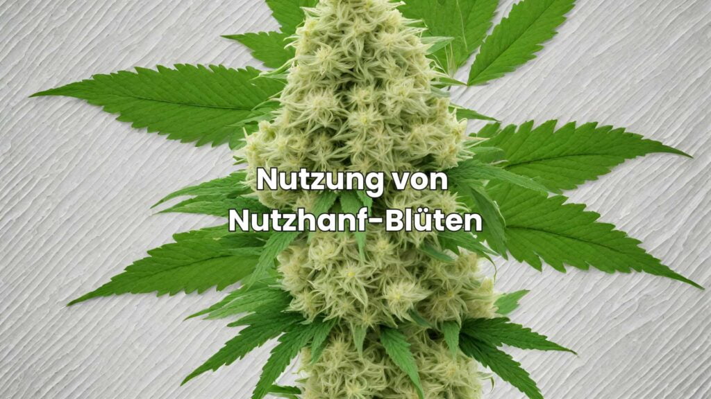 Nutzung von Nutzhanf-Blüten