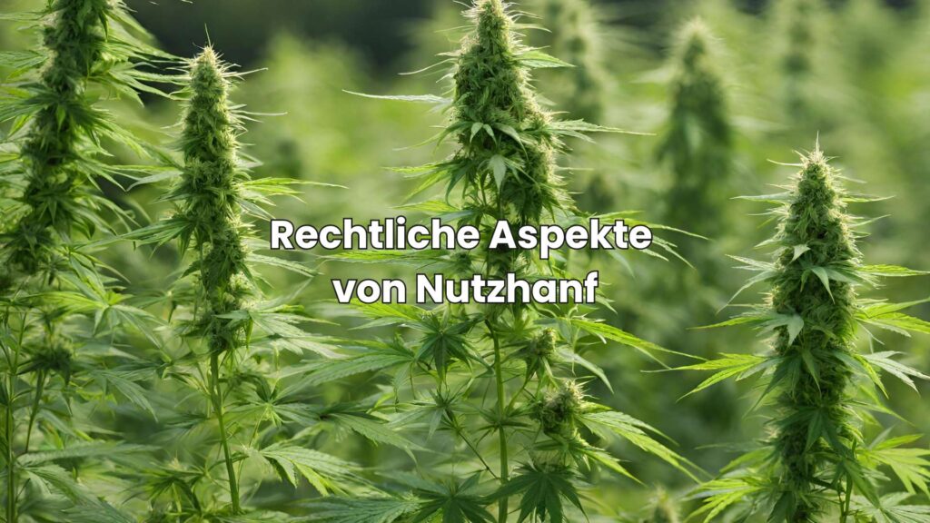Rechtliche Aspekte von Nutzhanf-Blüten