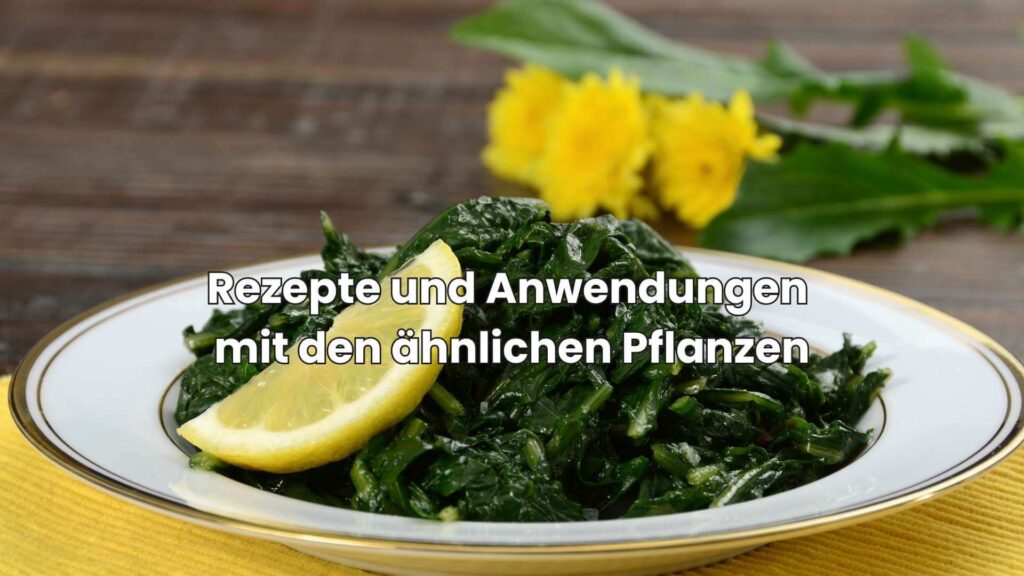 Rezepte und Anwendungen mit den Brennnessel-ähnlichen Pflanzen