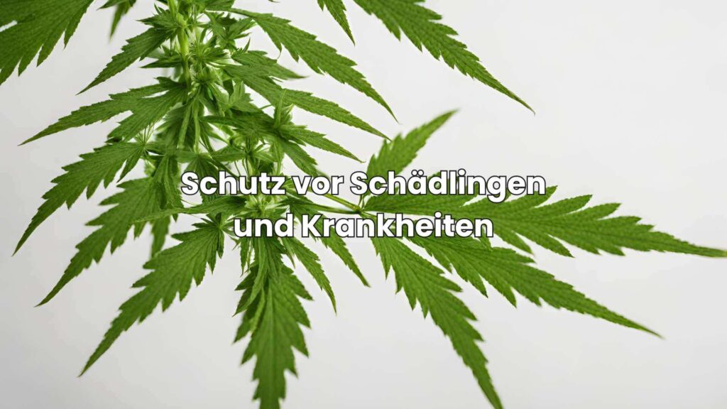 Schutz vor Schädlingen und Krankheiten beim Nutzhanfanbau