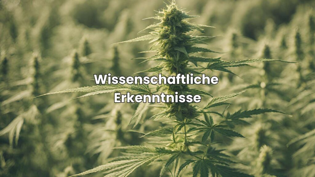 Studien über die Wirksamkeit von THC-freiem Hanf bei der Förderung der Entspannung