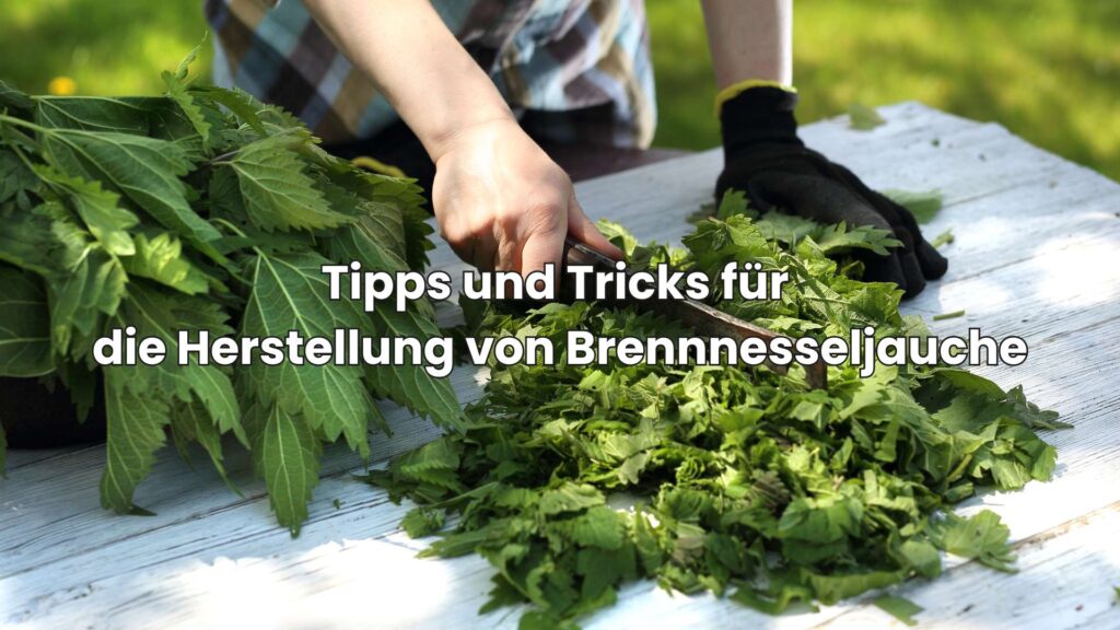 Tipps und Tricks für die Herstellung von Brennnesseljauche