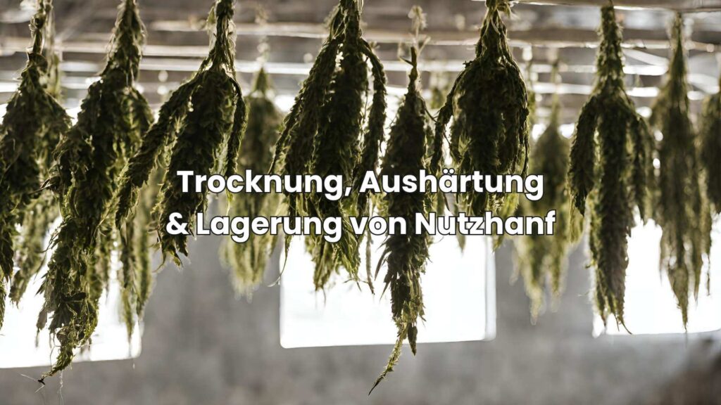 Trocknung, Aushärtung und Lagerung deines geernteten Nutzhanfs