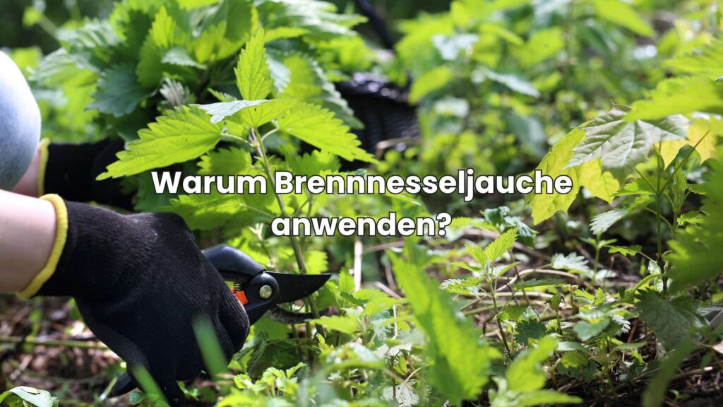 Warum Brennnesseljauche anwenden?