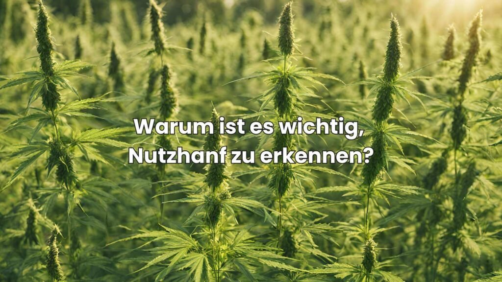 Warum ist es wichtig, Nutzhanf zu erkennen
