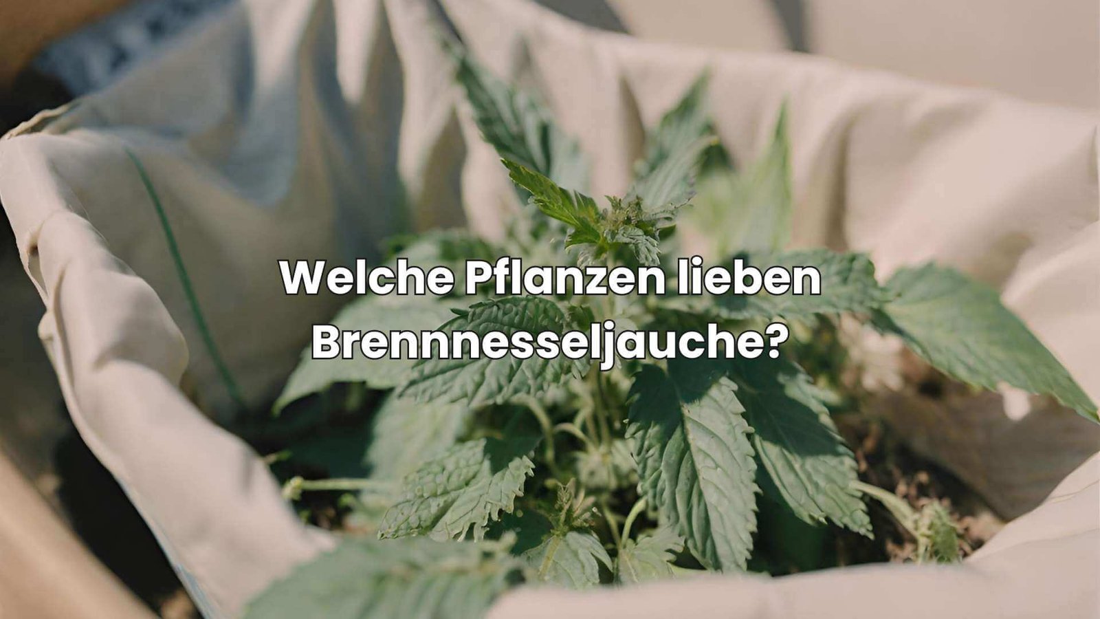 Brennnesseljauche Welche Pflanzen lieben sie & welche hassen sie?