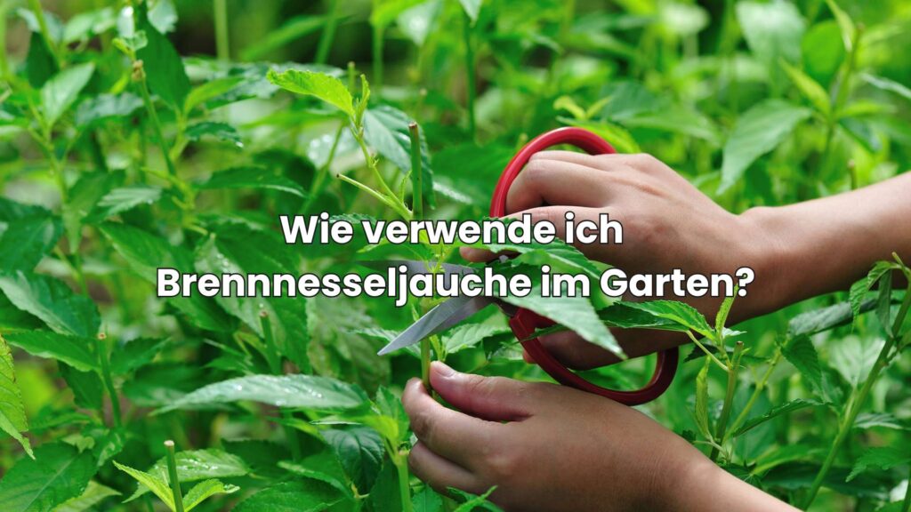 Wie verwende ich Brennnesseljauche im Garten?