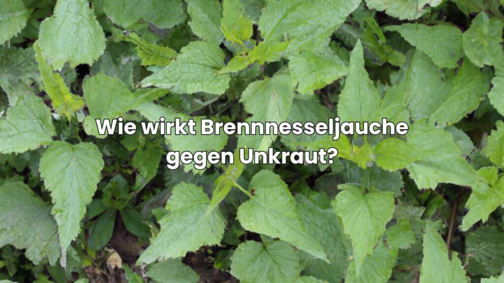 Wie wirkt Brennnesseljauche gegen Unkraut?
