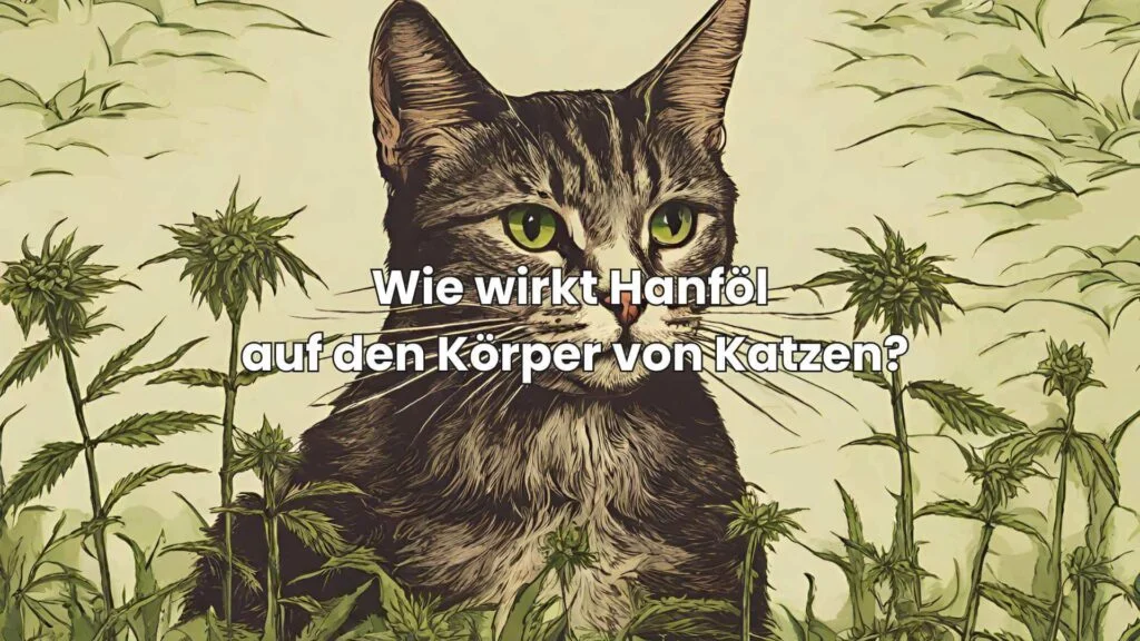 Wie wirkt Hanföl auf den Körper von Katzen?