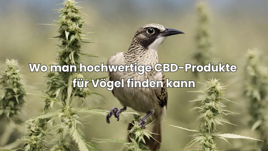 Wo man hochwertige CBD-Produkte für Vögel finden kann