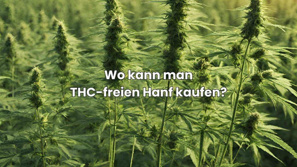 Wo man qualitativ hochwertigen und legalen THC-freien Hanf kaufen kann