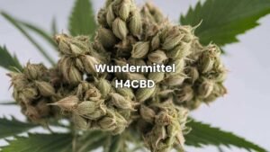 Wundermittel H4CBD