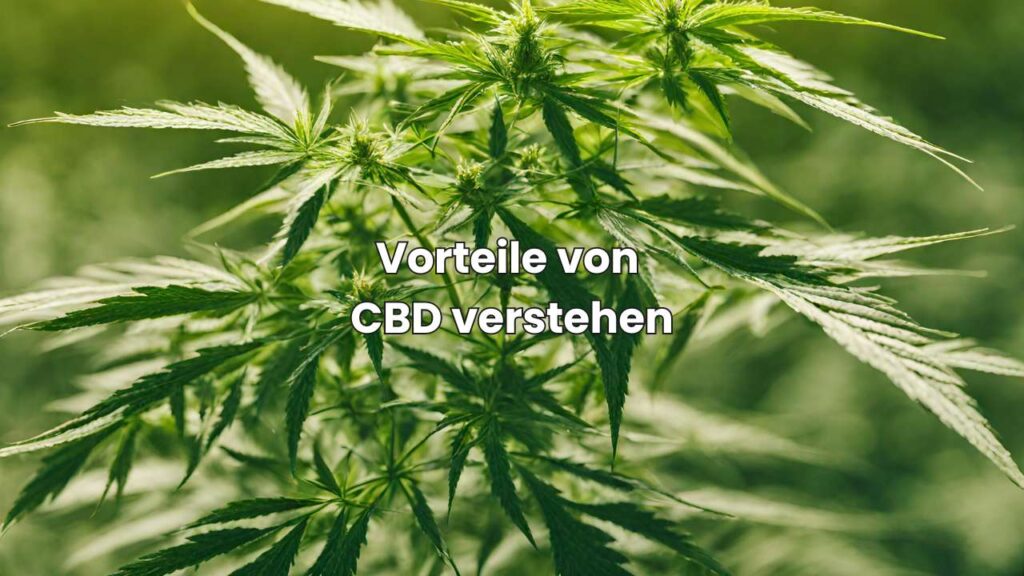 CBD Öl Erstverschlimmerung - Vorteile von CBD verstehen