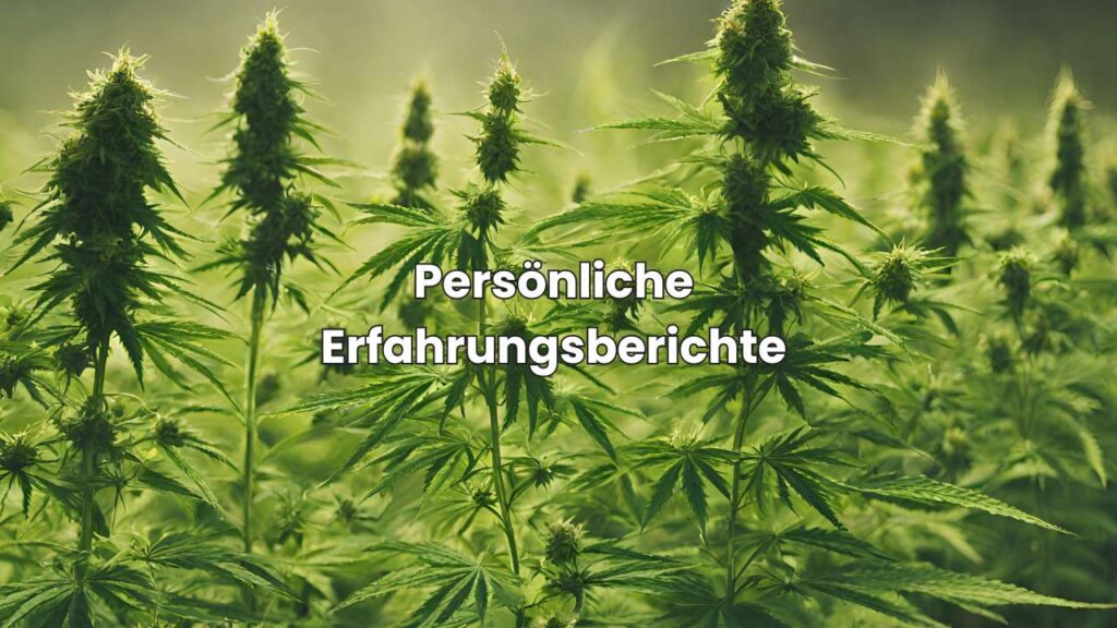 CBD Öl Psyche - Persönliche Erfahrungsberichte
