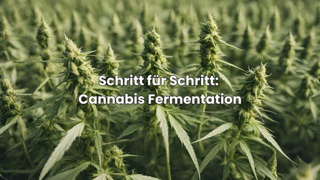 Cannabis fermentieren - Schritt-für-Schritt-Anleitung