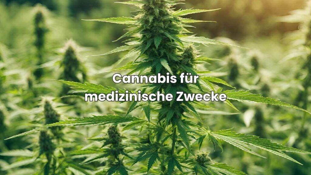 Cannabis für medizinische Zwecke