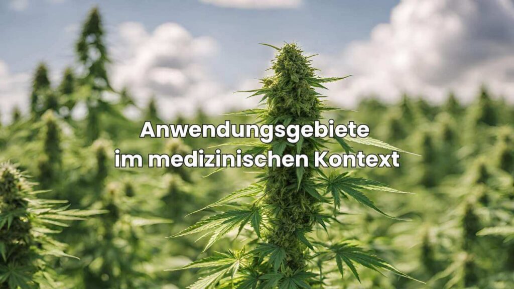 Cannabis für medizinische Zwecke - Anwendungsgebiete im medizinischen Kontext