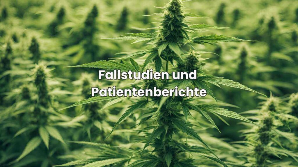 Cannabis für medizinische Zwecke - Fallstudien und Patientenberichte