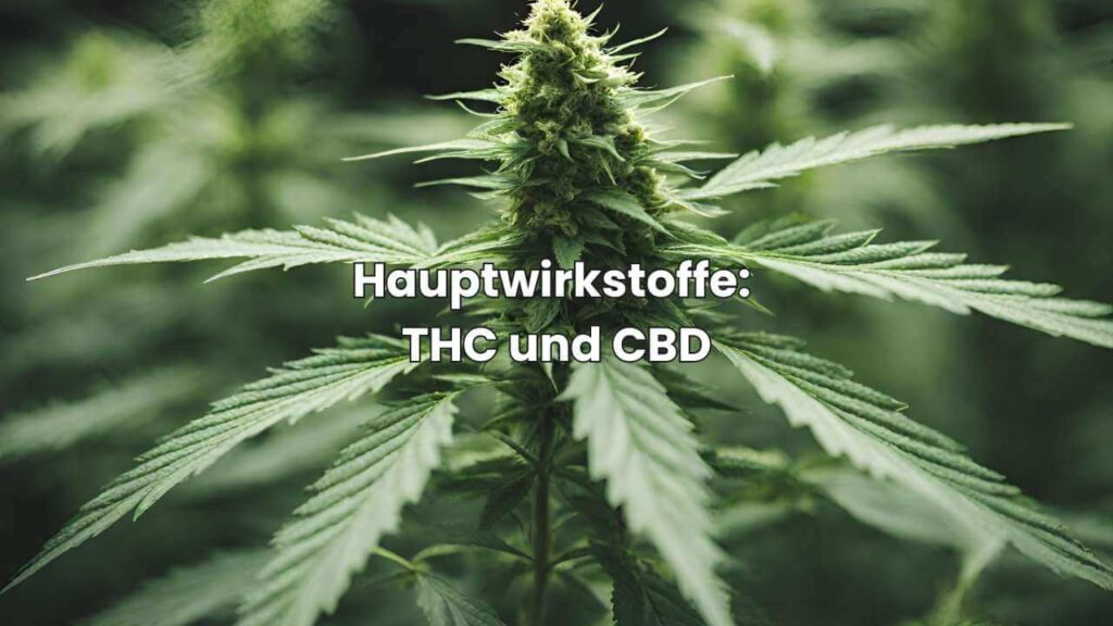Cannabis für medizinische Zwecke - Hauptwirkstoffe - THC und CBD