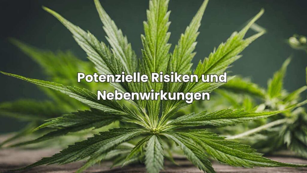 Cannabis für medizinische Zwecke - Potenzielle Risiken und Nebenwirkungen