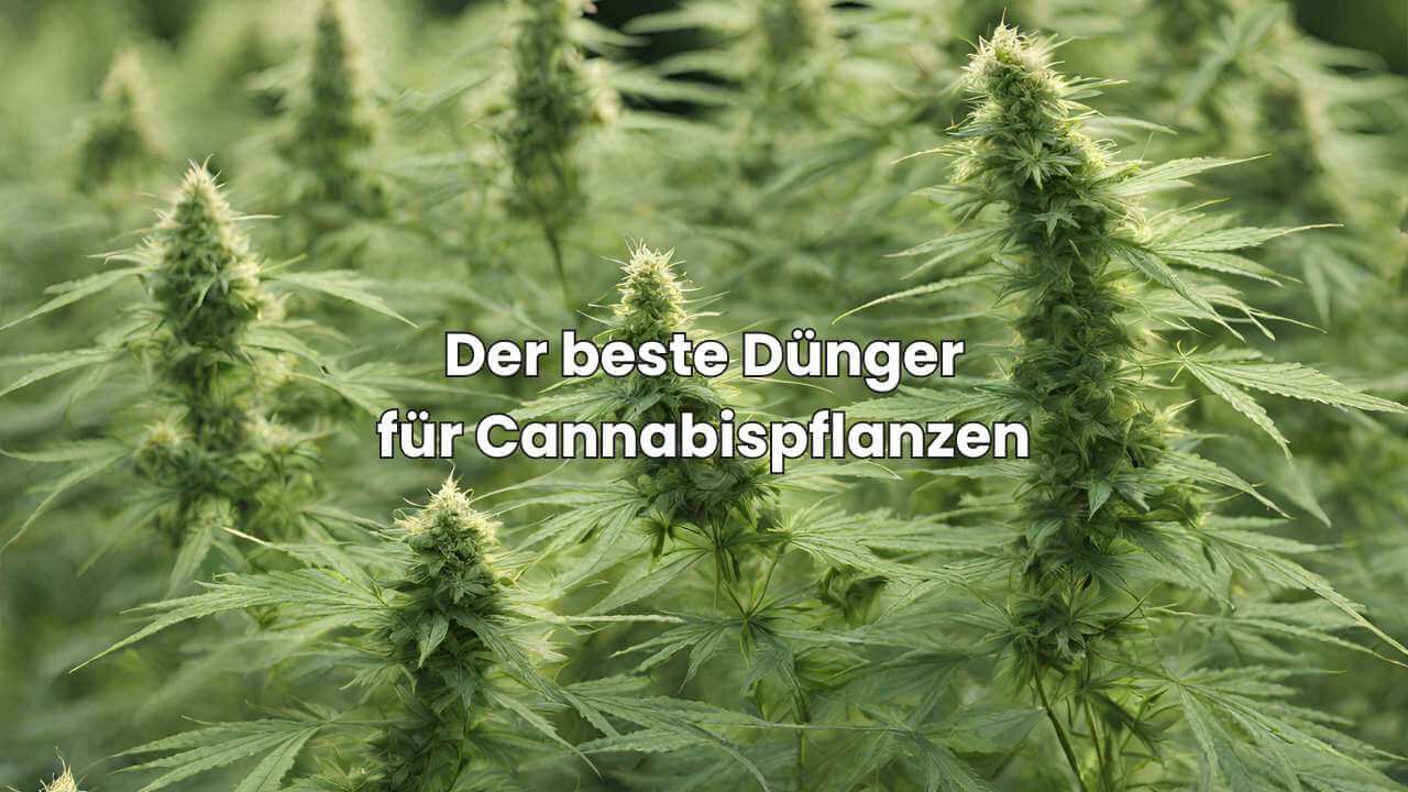 Was ist der beste Dnger fr Cannabispflanzen?