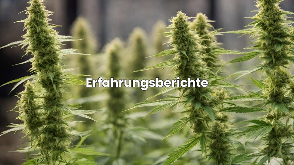 Erfahrungsberichte zu H4-CBD