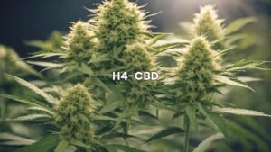 H4-CBD