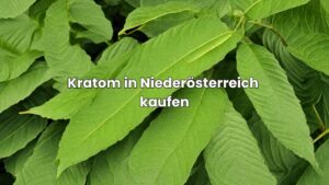 Kratom in Niederösterreich kaufen