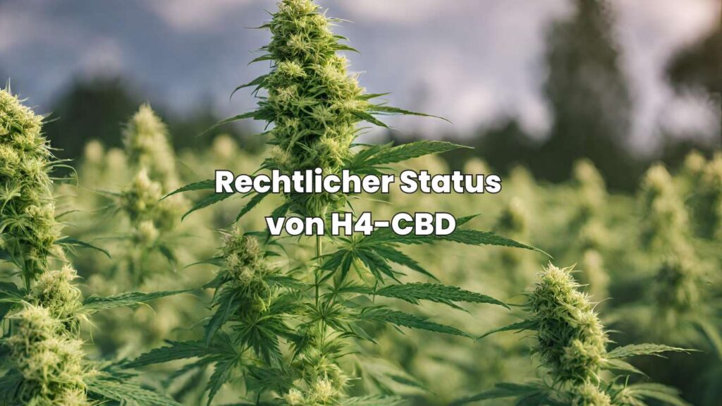 Rechtlicher Status von H4-CBD